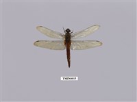 霜白蜻蜓中印亞種藏品圖，第1張